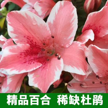 百合单瓣带花苞中小叶杜鹃花苗彩钻盆栽花卉盆景室内阳台好养植物杜鹃花四季开花室内盆栽花卉庭院树风景树百合杜鹃 冠幅35 40cm 带花苞 不含盆 图片价格品牌报价 京东