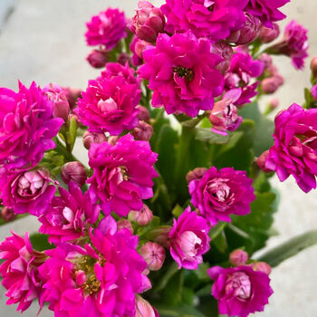 乾林轩宫灯长寿花大花盆栽原盆 长寿花紫水晶巴黎(原盆土小盆)