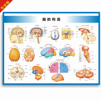 醫院科室掛圖 宣傳圖腦的構造圖腦的結構大腦結構圖大腦解剖圖腦部