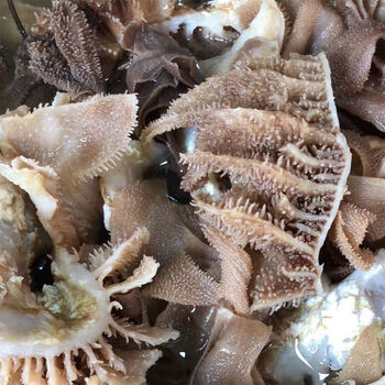 火锅食材套餐批发毛肚牛百叶脆毛肚丝牛皮花千层肚凉拌菜爆炒广纳力驰