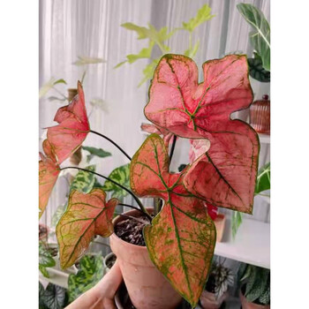 彩叶芋盆栽苗飞溅甜心粉斑雪后草莓之心室内花叶夏日微风竹芋植物骄阳 9 小苗 不含盆 图片价格品牌报价 京东