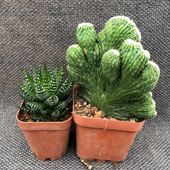 五指山仙人掌 超大山影仙人球 室内小盆栽防辐射 玉麒麟多肉 五指山