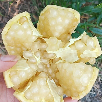 (现摘锁鲜可送到家)安徽怀远白玉石榴 玉石籽三白玉石榴 糖心甜白皮粒