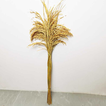 稻杆干稻穗稻谷子干花摆设装饰成熟水稻结婚庆祝拍摄影道具橱窗装 80