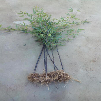 m紫竹苗 别名黑竹 墨竹 竹茄 乌竹 庭院绿化彩色竹子另有金镶玉竹 粗