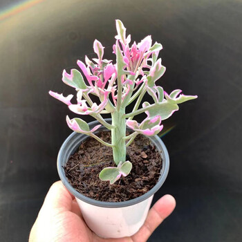 花魁多肉植物 七宝树锦 彩色萌肉肉奇趣小盆栽阳台花卉单桩杆粗1cm 塑料盆带盆栽好 图片价格品牌报价 京东 花魁多肉植物 七宝树锦 彩色萌肉肉奇趣小盆栽阳台花卉单桩杆粗1cm 塑料盆带盆栽好 图片价格品牌报价 京东