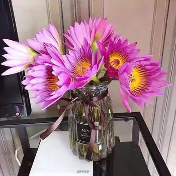 精选睡莲鲜花插花家用荷花水培植物鲜切花卉办公室佛水养花玫粉色5支