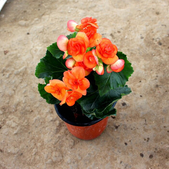 元井海棠花盆栽盆栽植物玫瑰海棠四季海棠花盆栽丽格海棠绿植盆栽橙色含盆 图片价格品牌报价 京东