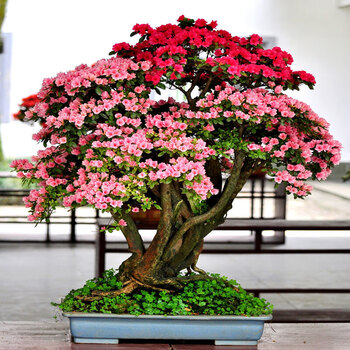 杜鹃花盆景老桩五彩杜鹃大颗万紫千红杜鹃花 其它杜鹃联系客服看图 带