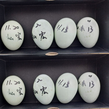 柯尔鸭蛋科尔蛋可达鸭蛋种代孵可柯达鸭新鲜受精蛋赛级柯尔鸭4颗包