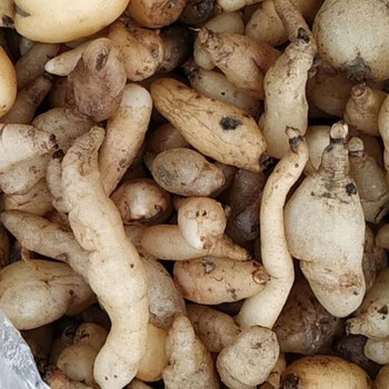 有仁堂贵州省野生双肾草鲜货中草药材双肾参干货玉凤花双肾子 官方