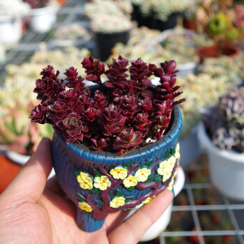 精品紅色多肉植物小球玫瑰室內陽臺花綠植帶盆栽好掌上盆景瓷盆20頭