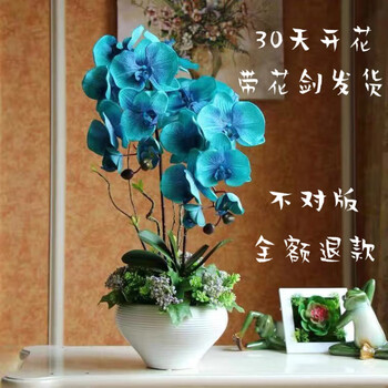 花匠汇蝴蝶兰花苗盆栽四季花卉花苞植物带常年开花不断室内绿植好养24稀有品种 带花剑 不含盆 图片价格品牌报价 京东