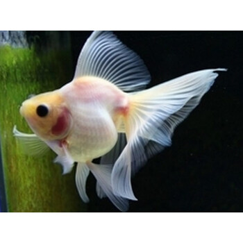 淡水鱼金鱼活体观赏鱼红白鎏金长尾鎏金高背鎏金樱花 米白长尾鎏金10