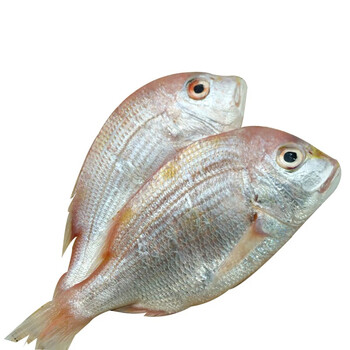 顺丰速运 加吉鱼1.