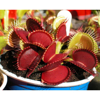 猪笼草 b52大型捕蝇草 【夹子1.5厘米】 带盆栽好