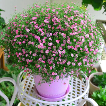 五彩石竹花种子四季阳台盆栽易活须苞石竹常夏石竹美国石竹花春播农民老史五彩石竹0粒 满天星0粒 图片价格品牌报价 京东