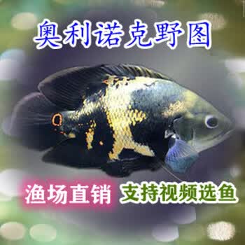 热带鱼活体奥图鱼活鱼大黄蜂地图鱼中型宠物鱼龙鱼配鱼客厅办公室水族馆观赏鱼包活 岚黛奥图8 9厘米2只 图片价格品牌报价 京东