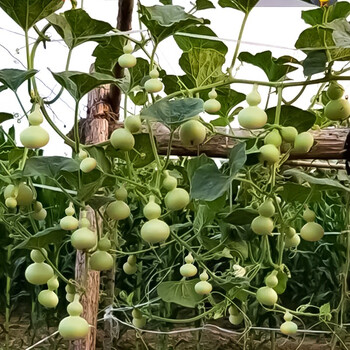 寿禾 手捻小葫芦种子特小亚腰文玩把玩 手捻葫芦种子 100粒装