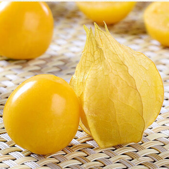 现摘东北姑娘果菇娘果灯笼果洋姑娘新鲜水果黄菇娘整箱东北特产香甜