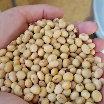 俏滋郎新黄豆土黄豆黄豆打豆浆豆腐大豆农家自种笨黄豆五谷杂粮 3斤装