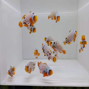 顺丰当天发货海水观赏鱼公子小丑雪印喷点毕加索小丑a级喷点335cm一条