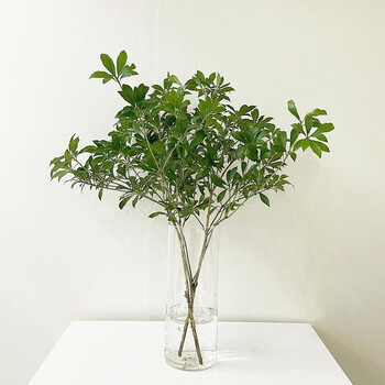 马醉木水培植物 日本吊钟鲜切枝条北欧风客厅绿植室内观叶盆栽 马醉木