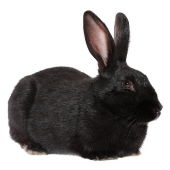 兔子活物大型种兔食用肉兔苗肉兔月月兔可繁殖比利时家养幼兔苗黑色
