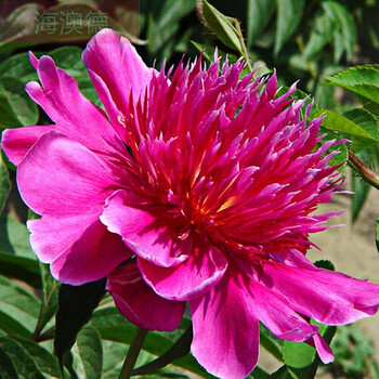 观赏芍药花苗带根多年生重瓣大花绿植庭院盆栽芍药花根块 紫凤羽(3年