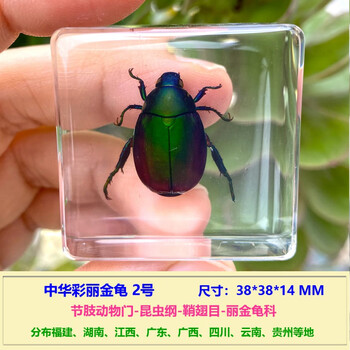树脂蝎子蝴蝶金龟子蜘蛛蚂蚁螃蟹蟋蟀科学实验酒红色中华彩丽金龟2号