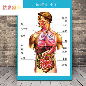 醫學人體器官分佈圖骨骼內臟解剖圖醫院泌尿系統耳鼻喉骨盆示意圖 1