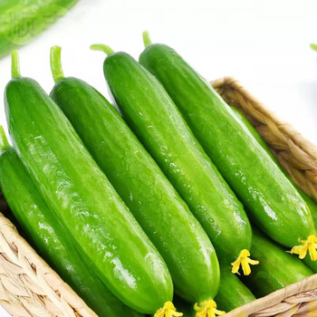 5斤【单根100克起】精选 现摘无刺水果小黄瓜