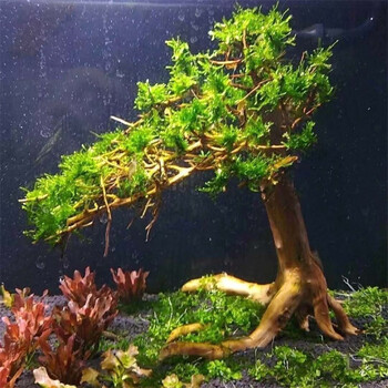 定制巴西沉木 鱼缸水族箱造景一树成景迎客松巴西树沉木莫斯树制作