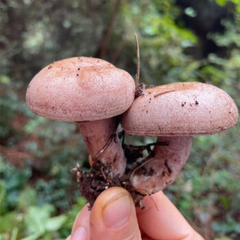 映棠新鲜枞菌寒菌野生菌乌枞菌蘑菇雁鹅菌1500g重阳菌黄菌随机 500g