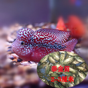 工匠头泰国罗汉鱼活体鱼苗泰金红德萨金花火凤凰珍珠鸿运罗汉鱼苗