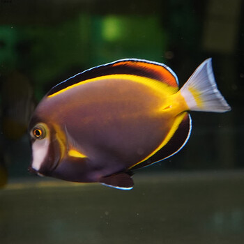 工匠头海水观赏鱼海洋活体鱼海鱼 黄金吊 七彩吊 金毛吊 海水鱼 天狗