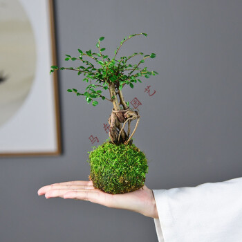 榆树苔玉水培胧月金钱菖蒲盆栽植物室内花茶几桌面四季好养小盆景虎雀 Huque 造型提根苔玉榆树 不含盆 含盆 图片价格品牌报价 京东