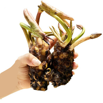 大根块池塘水培植物盆栽莲花水养花卉荷花根茎d7混色大睡莲4颗下单