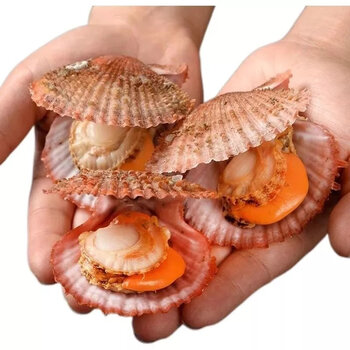 诺斯食美扇贝鲜活海鲜整箱批发港湾贝鲜活贝类大号特大号 扇贝4斤