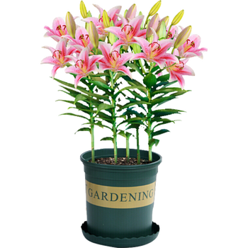 紫叶酢浆草香水百合种球奶油四季草莓紫花幸运草盆栽风雨兰韭兰花种球葱兰种球粉色风雨兰种球混色香水百合