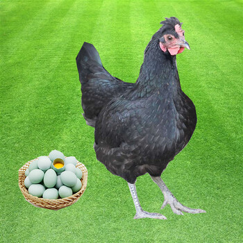 产蛋王黑凤鸡苗成年下粉绿壳蛋鸡活鸡包活到家土鸡活