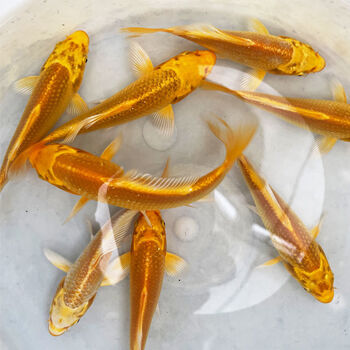 锦鲤活体观赏鱼龙凤锦鲤鱼黄金龙凤锦鲤鱼风水鱼招财鱼金鱼冷水鱼 10