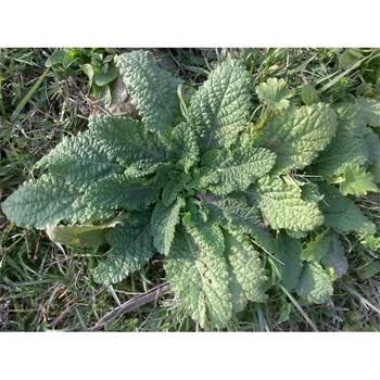 新鲜蛤蟆草蟾蜍草癞蛤蟆草蛤蟆皮棵草荔枝草皱皮草雪见草