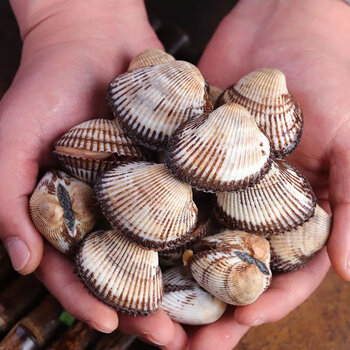 恺蒂鲜毛蛤蜊海鲜鲜活蛤蜊毛蚶毛蛤水产血蛤到家1斤试吃装