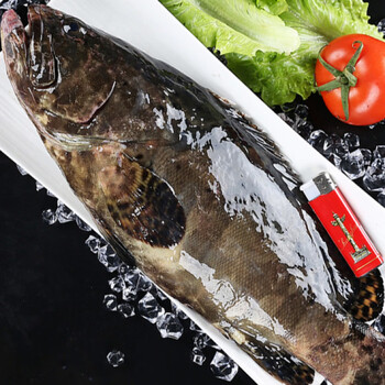 大龙胆石斑鱼海鲜水产鲜活深海海鱼新鲜龙趸鱼大石斑鱼5斤装 腾旺纳跃