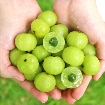 广东潮汕油甘果现摘现发新鲜时令水果当季余甘牛甘果