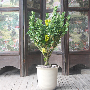 锦林佛手盆景千指佛手小果品种金华佛手盆栽佛手带果盆景 储水新花盆