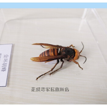 昆虫标本蝴蝶标本昆虫标本真虫独立盒包装学校幼儿园教学生物金环胡蜂