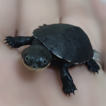 沼泽侧颈龟西非侧颈龟 沼泽大苗4~6cm全品(强烈)