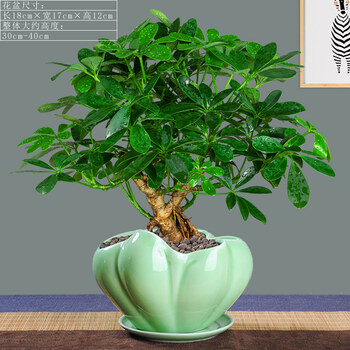 吸毒草七叶莲盆栽生肖虎植物四季绿植室内客厅老桩盆景鸭脚木 [五年